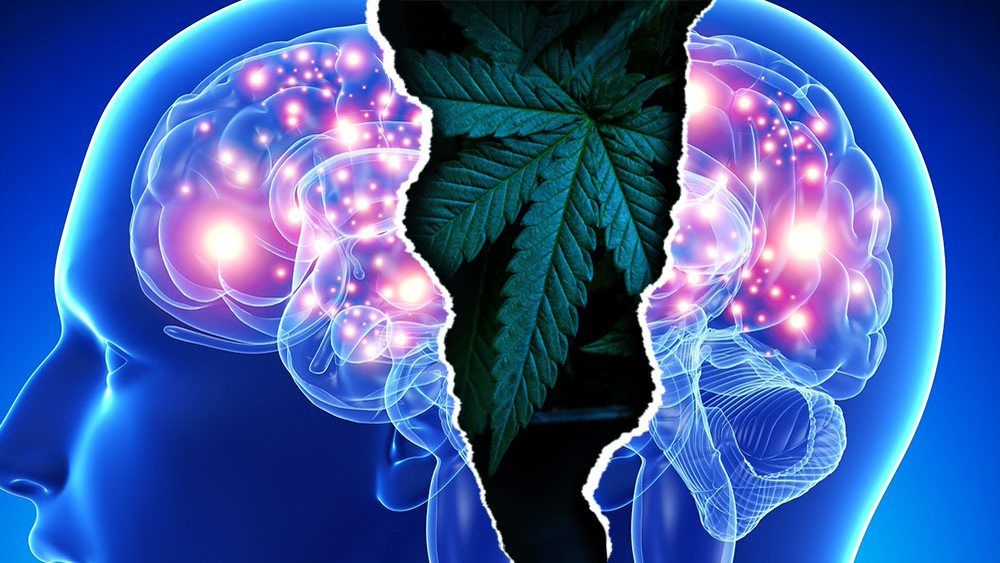 Unlocking the Mysteries of Endocannabinoids with Mike Robinson