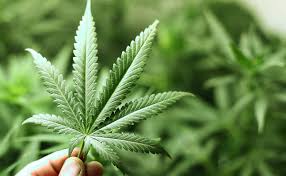 Florida Cannabis Activists Push Legalization Measure to 2024 Ballot