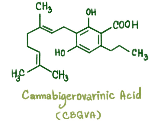 CBGVa and CBGa: Cannabis has Two Powerhouse Precursor Molecules